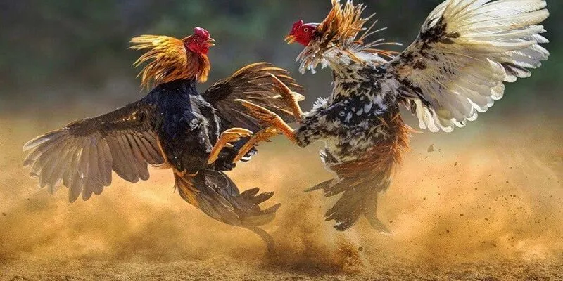 Các loại kèo đá gà King52 phổ biến nhất